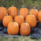 Igor Jack-o-Lanterns