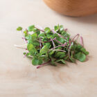 Radish, Hong Vit Microgreen Vegetables