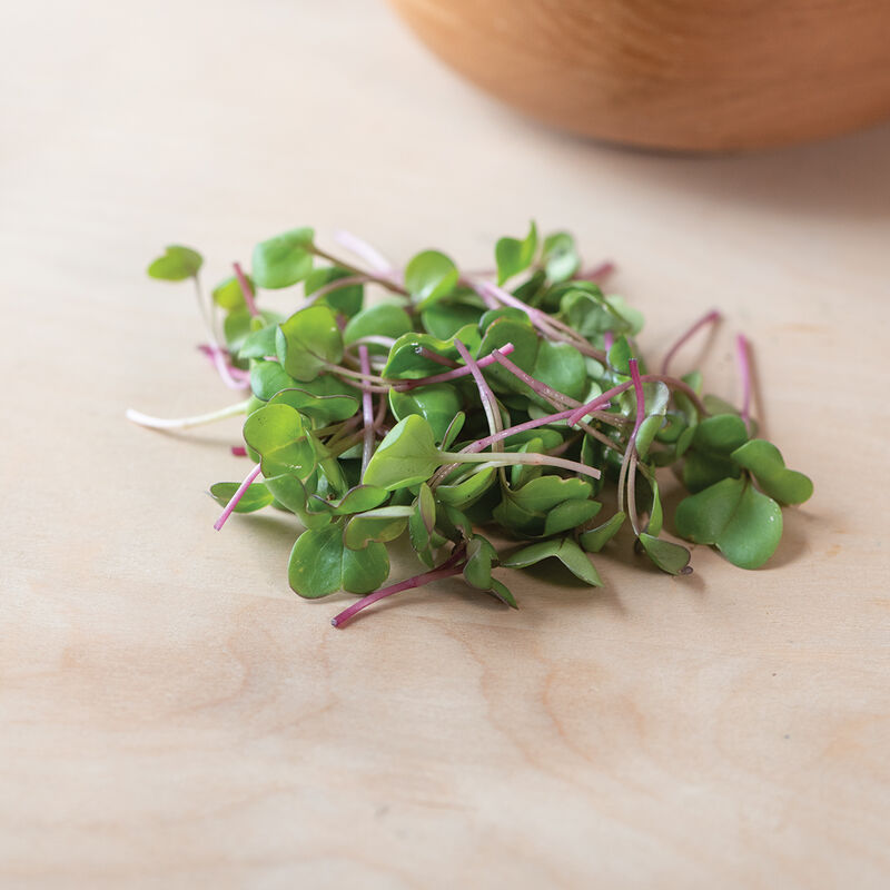 Radish, Hong Vit Microgreen Vegetables