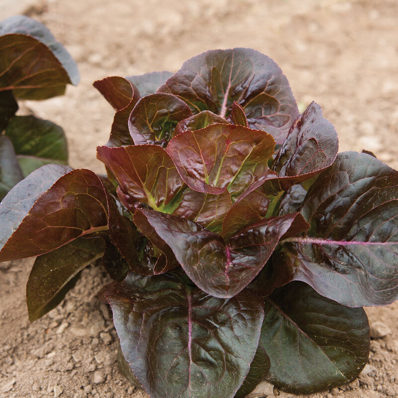 Rosaine Bibb Lettuce