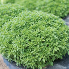 Spicy Bush Fine Leaf Basil