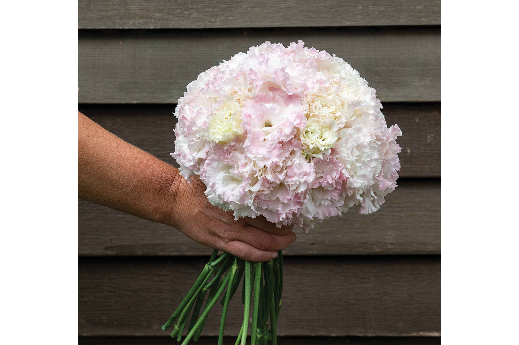 Voyage 2 First Love Lisianthus