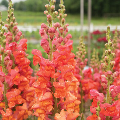 Monaco Orange Monaco Orange Snapdragon
