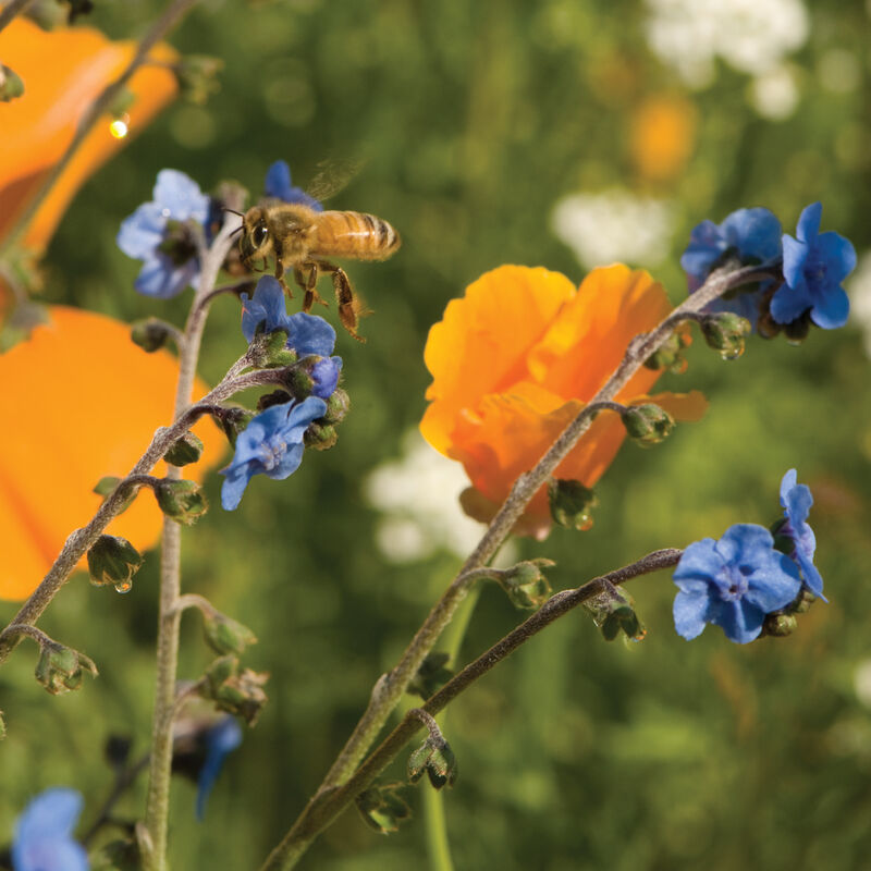 POLLINATOR SEED MIX PACKETS