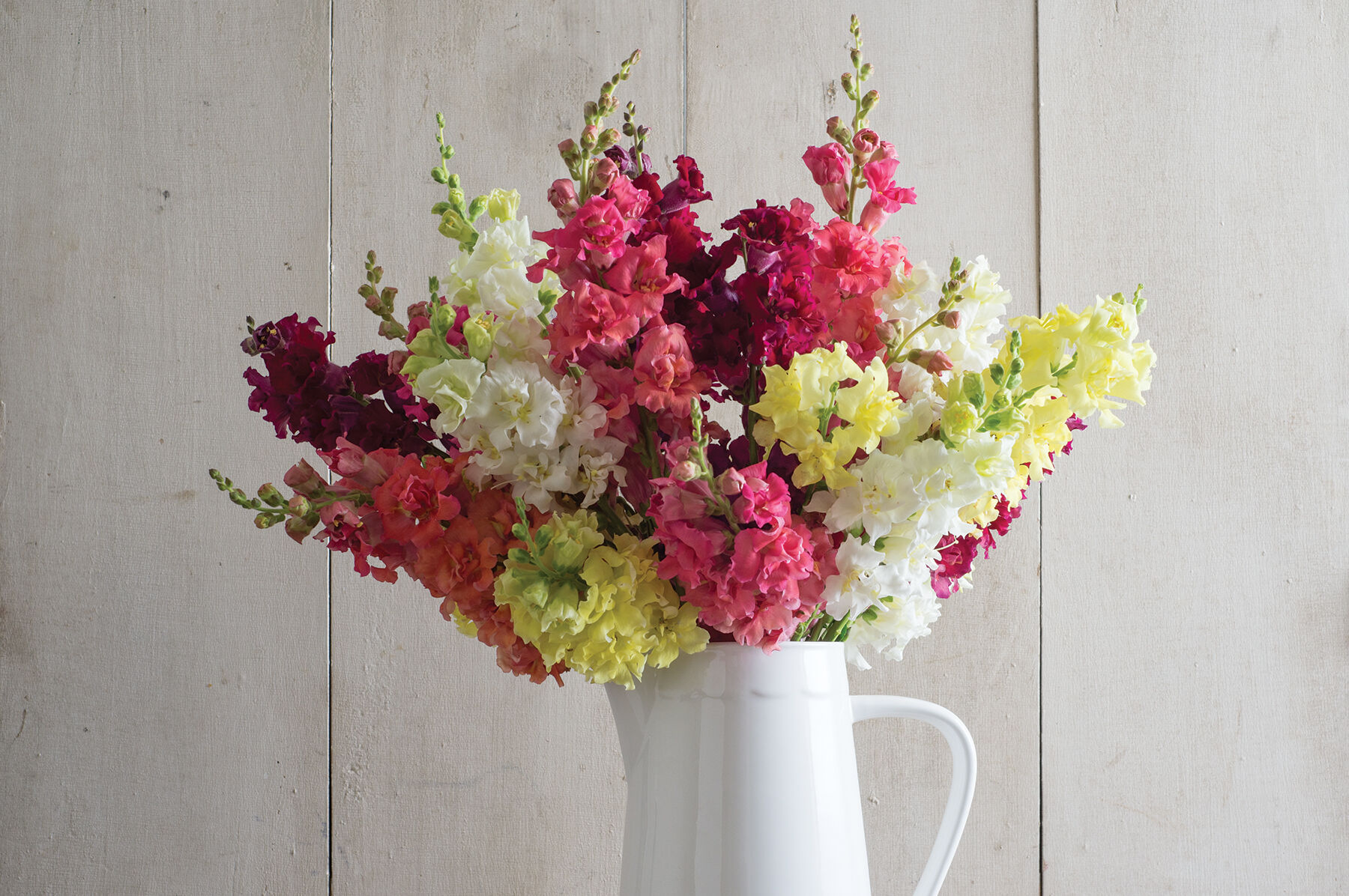 Madame Butterfly Mix - Snapdragon Seed | Johnny's Selected Seeds