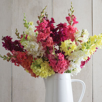 Madame Butterfly Mix Madame Butterfly Mix Snapdragon
