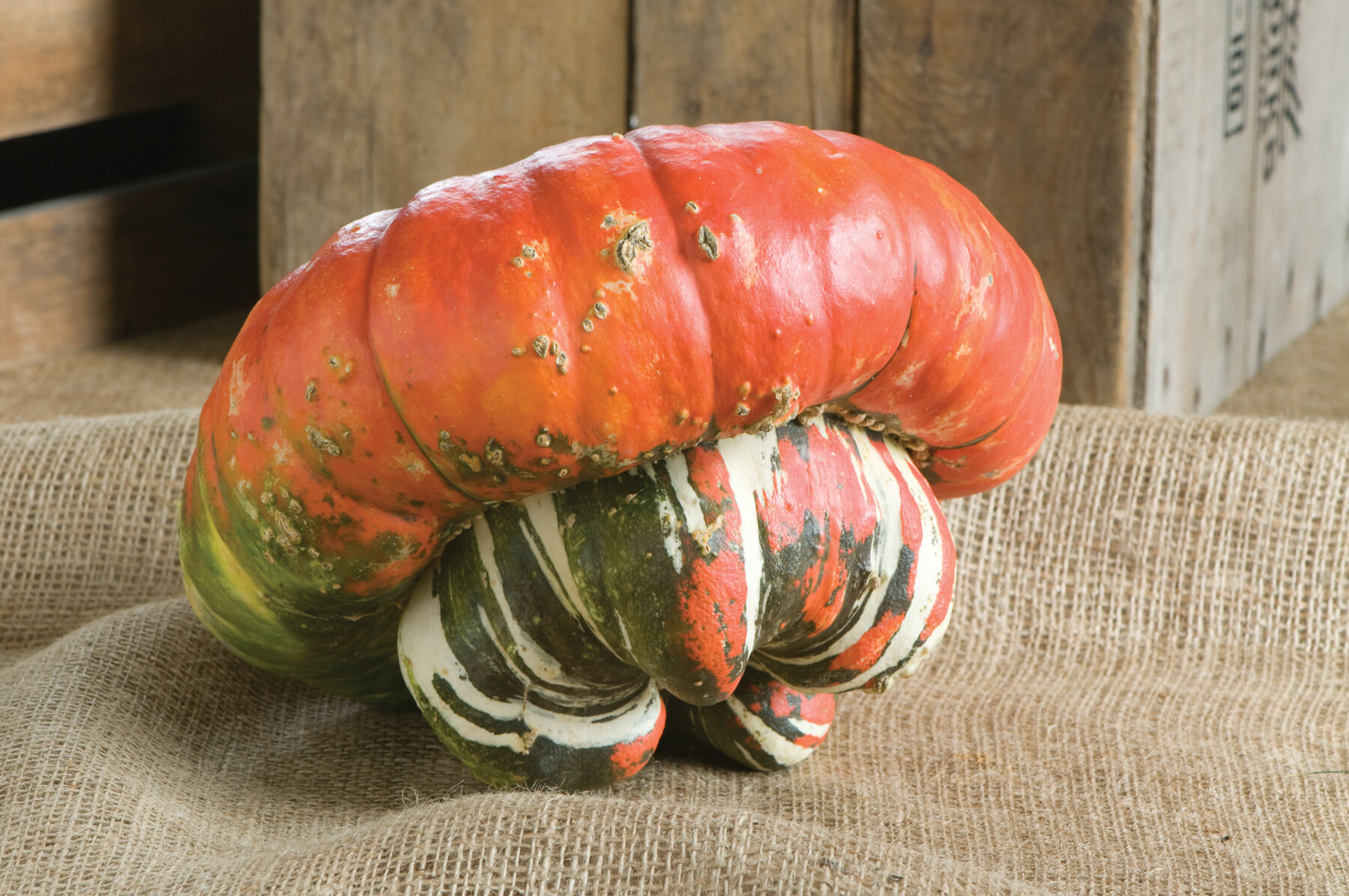 Turk's Turban Specialty Pumpkins