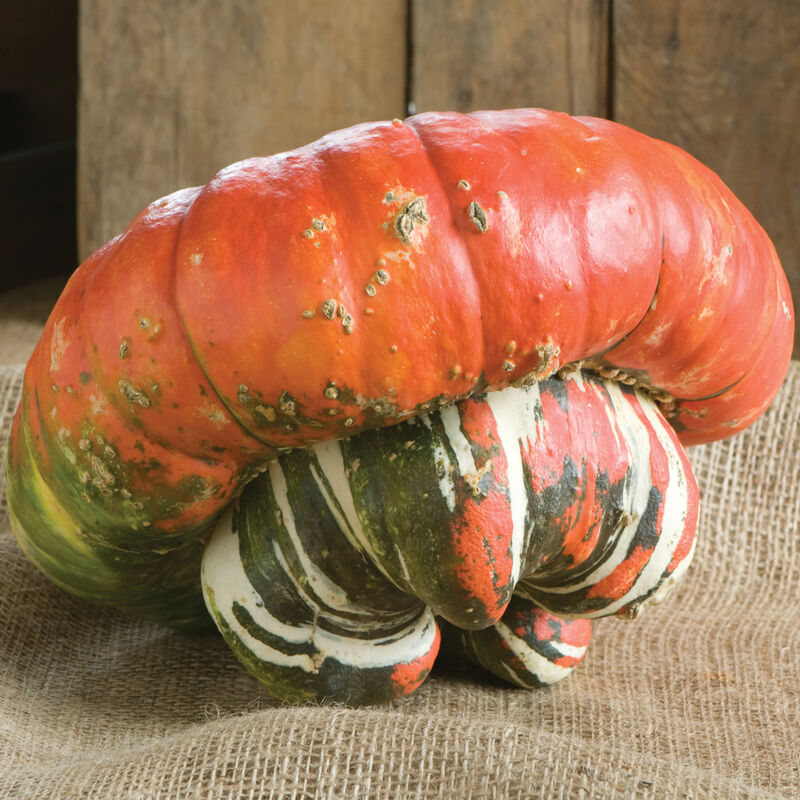 Turk's Turban Specialty Pumpkins