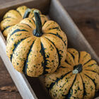 Honey Bun Winter Squash