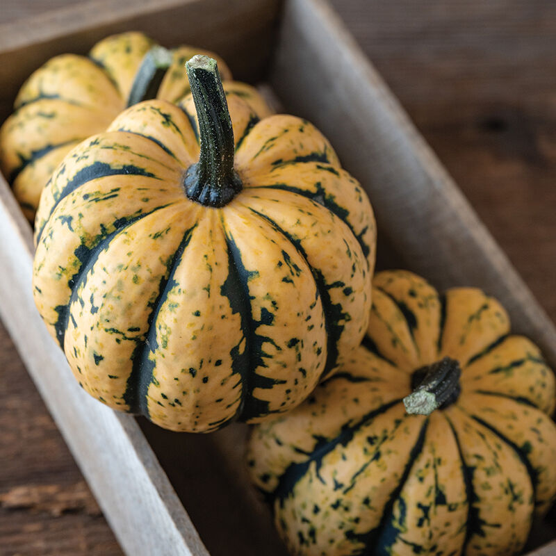 Honey Bun Winter Squash