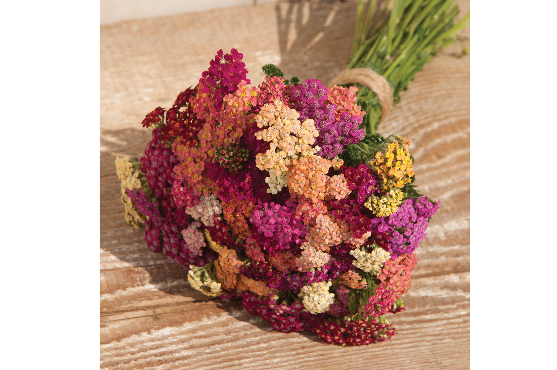 Colorado Mix Yarrow