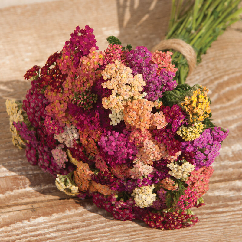 Colorado Mix Yarrow