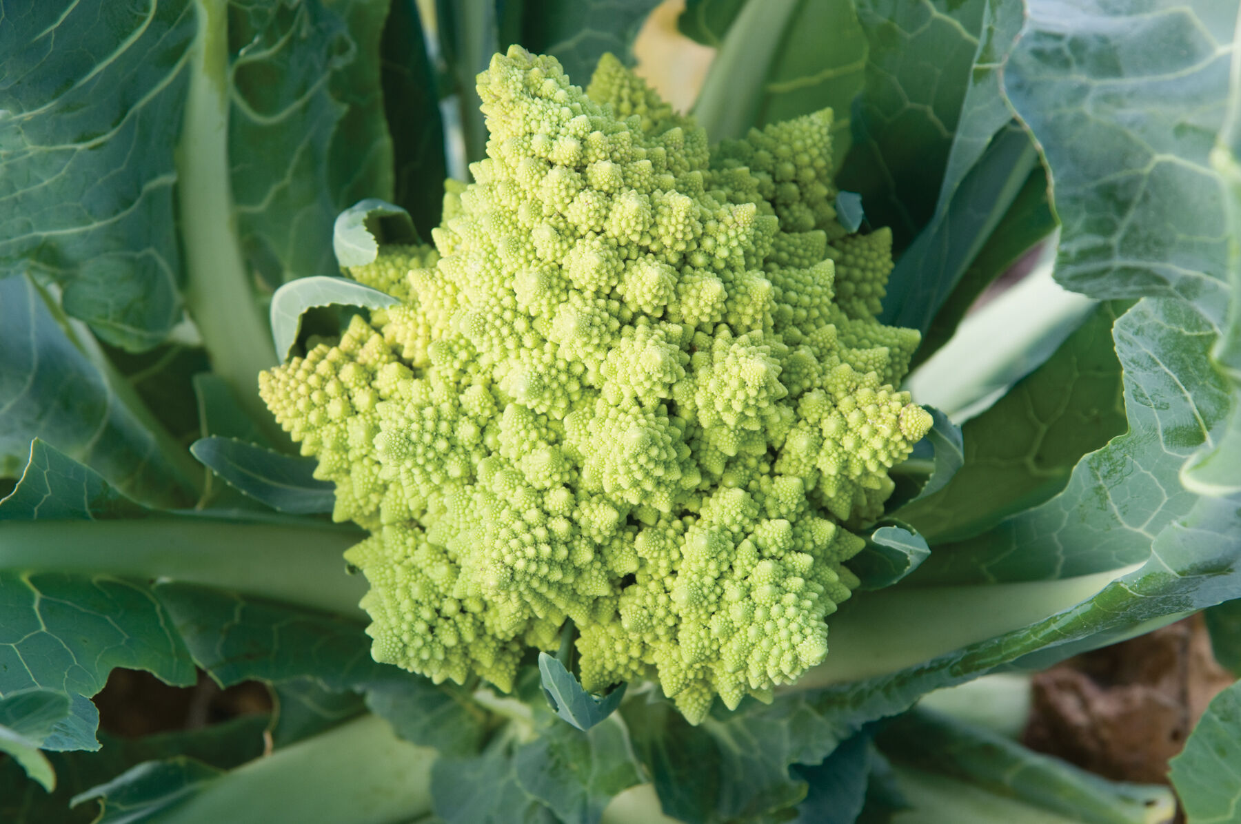 Johnny's Selected Seeds Veronica Cauliflower Seed