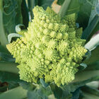 Veronica Romanesco Cauliflower