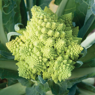 Veronica Romanesco Cauliflower