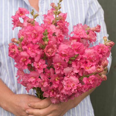 Madame Butterfly Rose Snapdragon