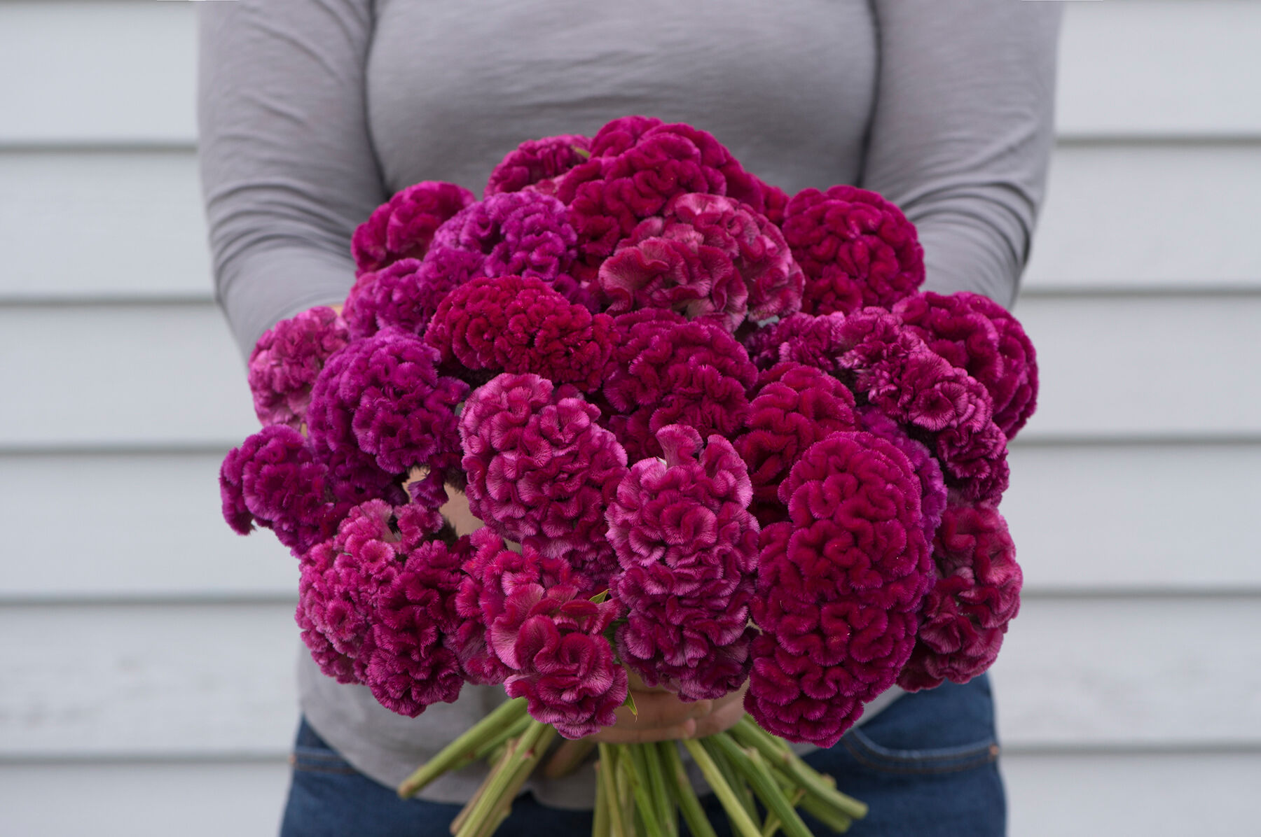 Johnny's Selected Seeds Cramer's Rose Celosia Seed
