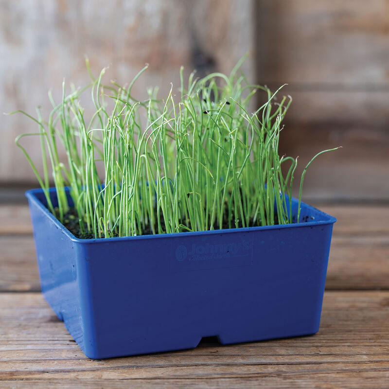Leek Microgreen Vegetables