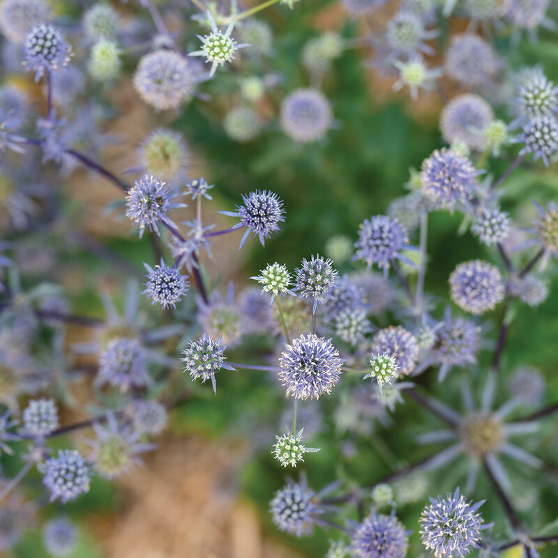 Blue Glitter Eryngium