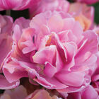 Pink Star® Tulips