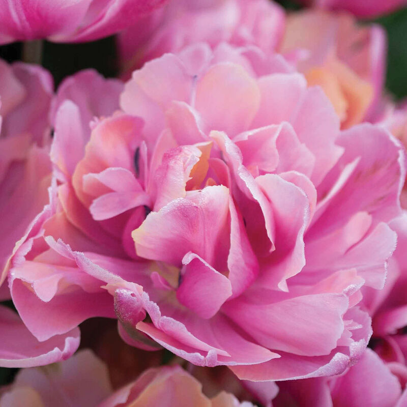 Pink Star® Tulips