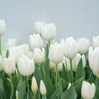 Hakuun Tulips