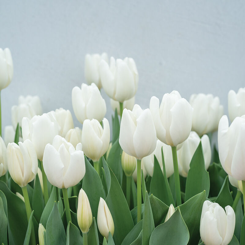 Hakuun Tulips