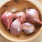 Ambition Shallots
