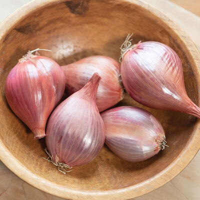 Shallot Sets- Monique – Harris Seeds