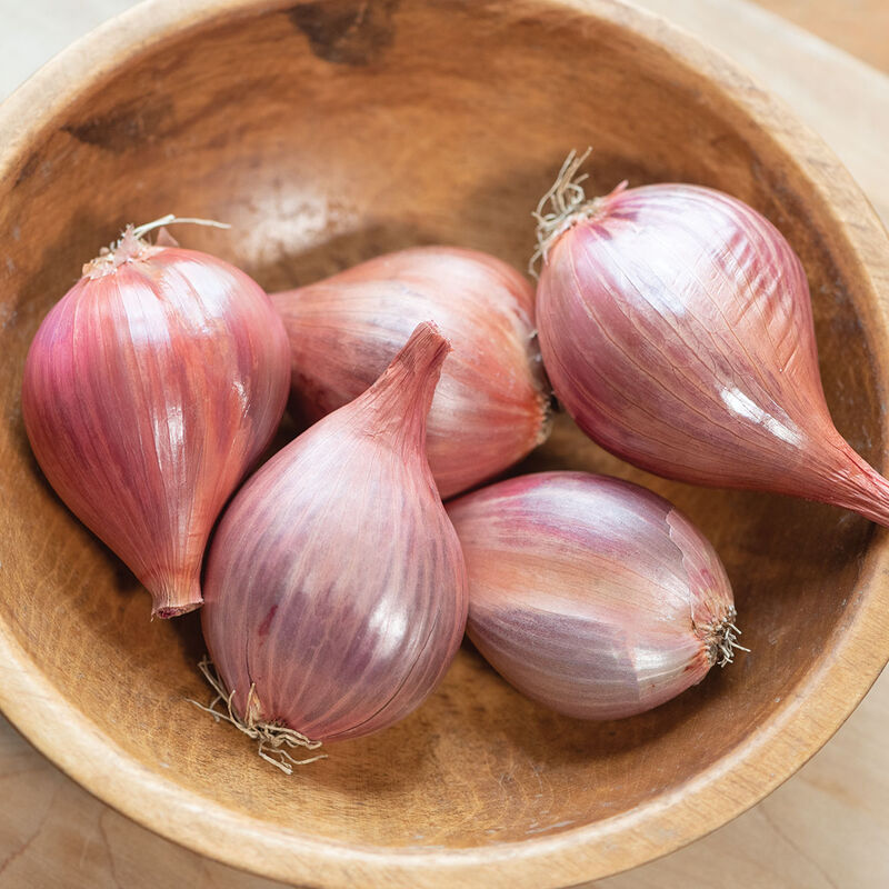 Shallot Shoots Information and Facts