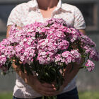 Amazon Neon Rose Magic Dianthus (Sweet William)