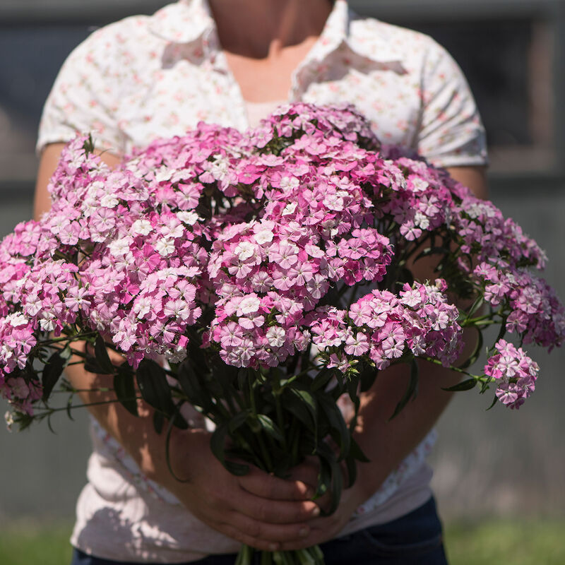 Amazon Neon Rose Magic Dianthus (Sweet William)