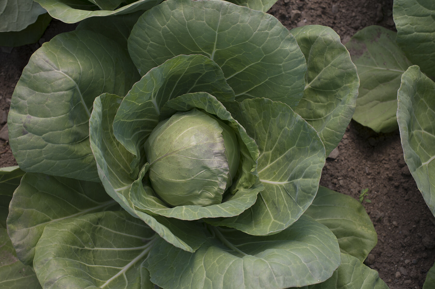 Tiara - Baby Cabbage Seeds | Johnny's Selected Seeds