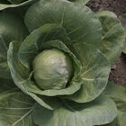 Tiara Fresh Market Cabbage