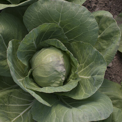 Tiara Fresh Market Cabbage