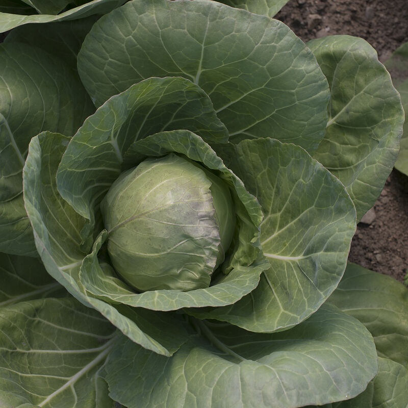 Tiara Fresh Market Cabbage
