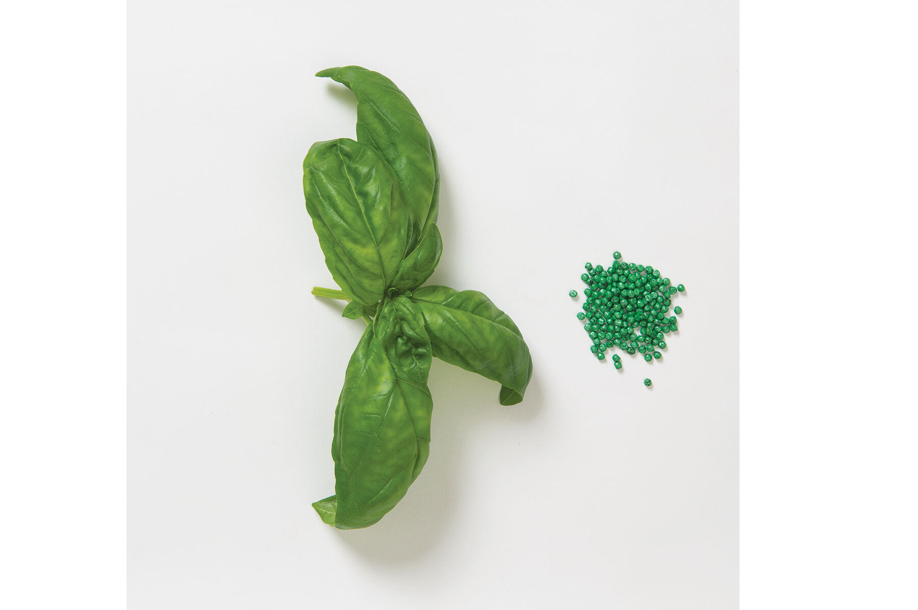 Genovese Compact, Improved Multi-Seed Pellet Compact Genovese Basil
