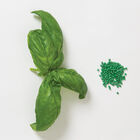 Genovese Compact, Improved Multi-Seed Pellet Compact Genovese Basil