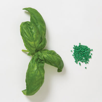 Genovese Compact, Improved Multi-Seed Pellet Genovese Compact, Improved Multi-Seed Pellet Compact Genovese Basil