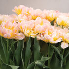 Password Tulips