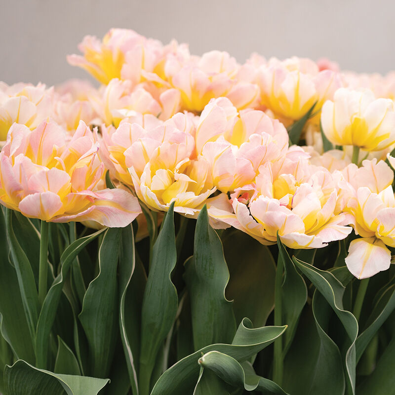 Password Tulips