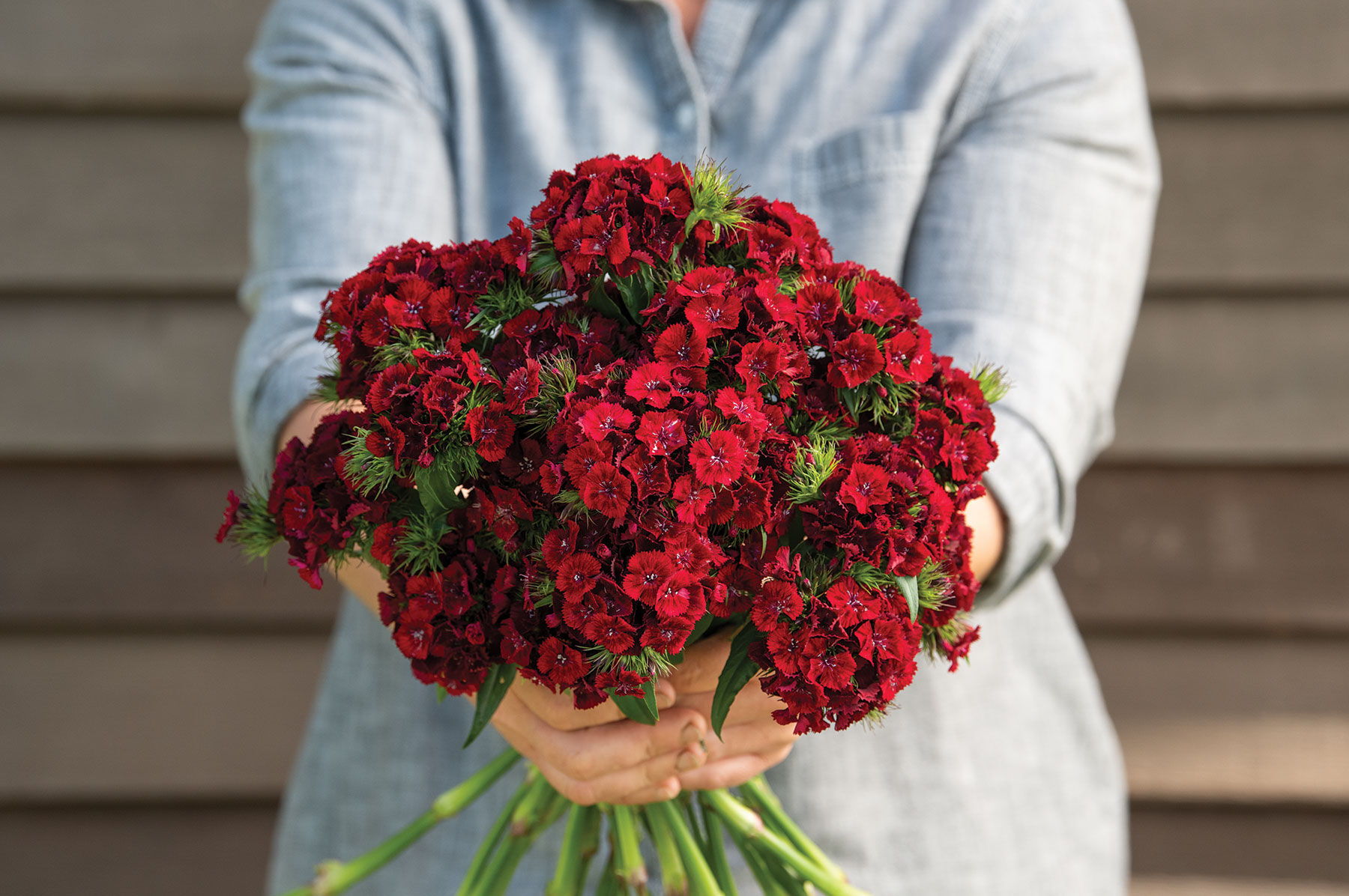 Sweet william flowers hot sale