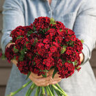 Sweet™ Red Dianthus (Sweet William)