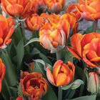 Queensday Tulips
