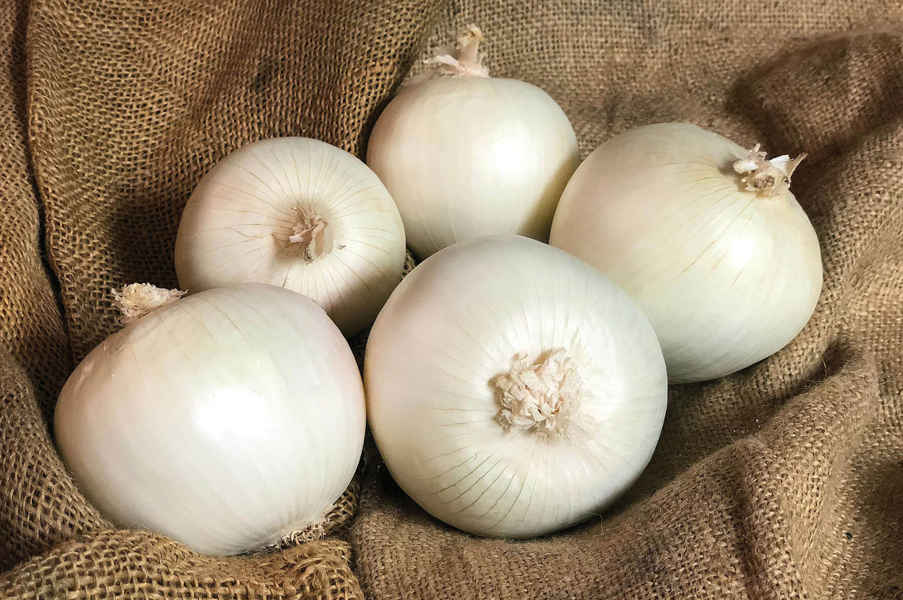 おにおん White Ace - (F1) Onion Seed | Johnny's Selected Seeds
