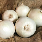 White Ace Full-Size Onions
