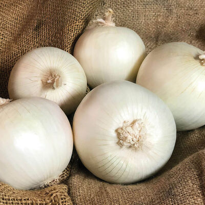 White Ace Full-Size Onions