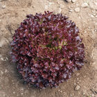 Brentwood One-Cut Lettuce
