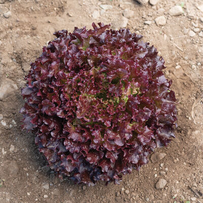 Brentwood One-Cut Lettuce