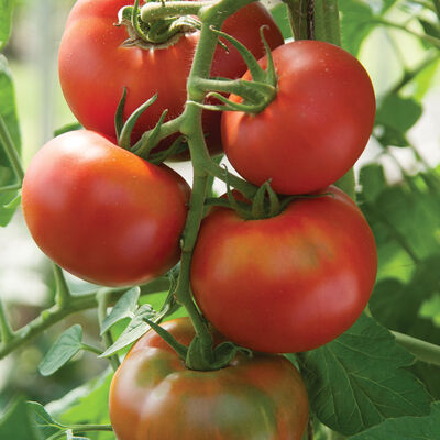 Bolseno Slicing Tomatoes